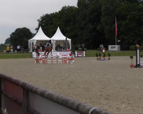 jumper Vita Go (Trakehner, 2006, from Blitz und Donner) jumper Vita Go (Trakehner, 2006, from Blitz und Donner)