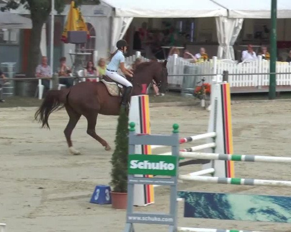jumper Dandy 457 (Westphalian, 2003, from Don William)