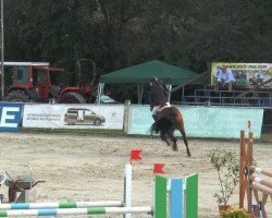jumper Casablanca 108 (Oldenburg show jumper, 2008, from Con Air)