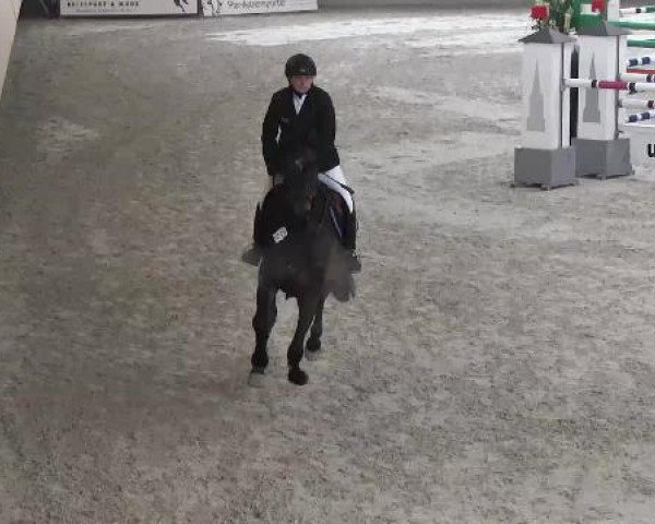 jumper Qualadus (Hanoverian, 2008, from Quality 9)