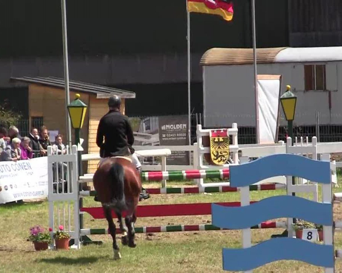 Pferd Bloef (KWPN (Niederländisches Warmblut), 2006, von Ultime Espoir)