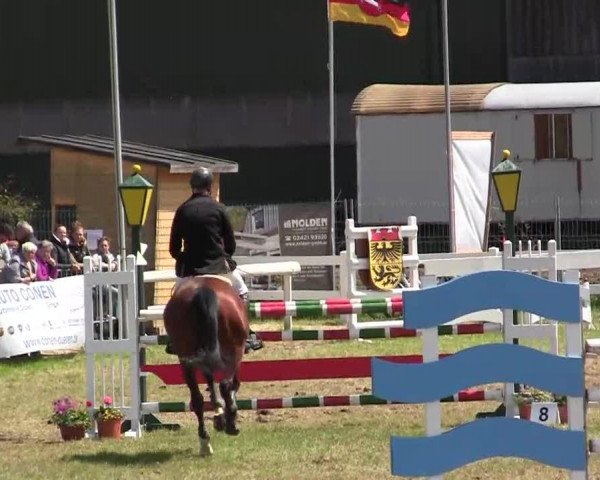 Pferd Bloef (KWPN (Niederländisches Warmblut), 2006, von Ultime Espoir)