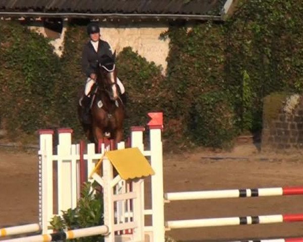 Springpferd C'est Liaison d'amour (Oldenburger, 2007, von Couleur Rouge)