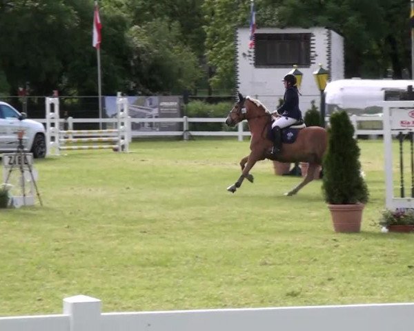 jumper Aaron 378 (Zweibrücken, 2000, from Agent)