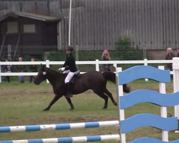 dressage horse Tabasco 91 (German Riding Pony, 1999, from Hove's Tabaluga)