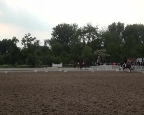 dressage horse Stella Alpera (Haflinger, 2004, from Stüber)