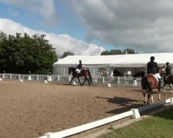 dressage horse Paint Testify Herlequin (German Riding Pony, 1997, from Harlequin)