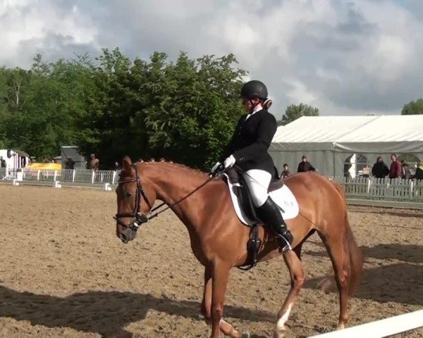 dressage horse Escrow (Hanoverian, 2006, from Escouflair)