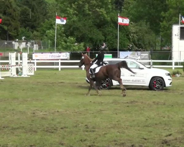 jumper Paula 181 (KWPN (Royal Dutch Sporthorse), 1997, from Fortissimo)