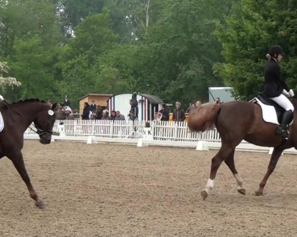 jumper Bitania (KWPN (Royal Dutch Sporthorse), 2006, from Vaandrager HBC)