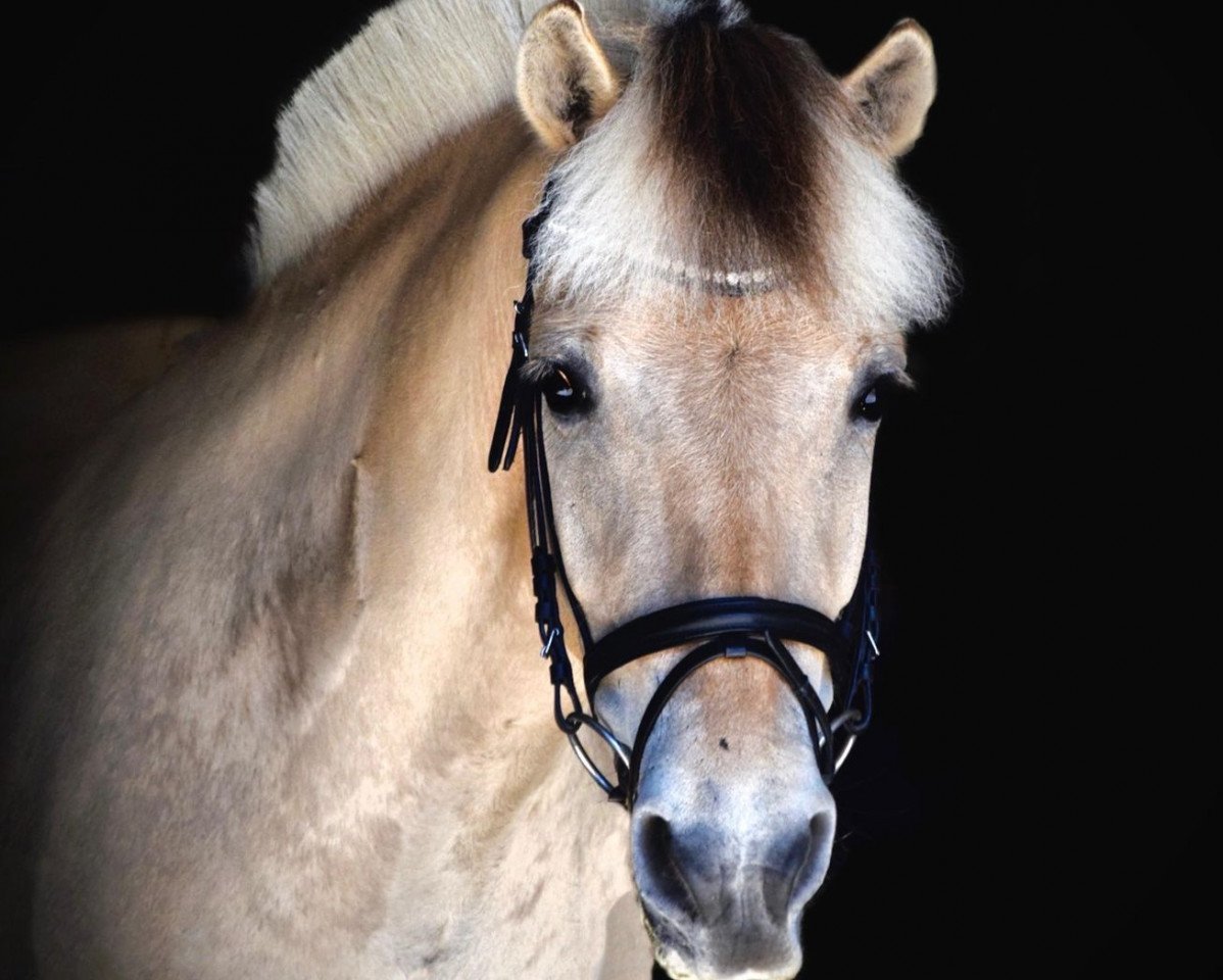 Fattrice Tornhøjs Jasmin (Cavallo Fjord, 2015, di Mosegårdens Ivanhoe)