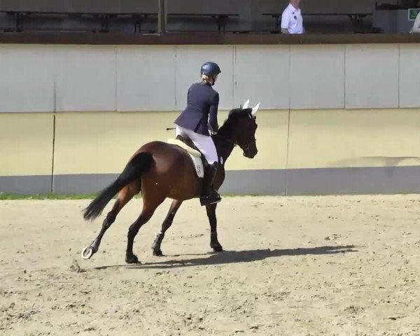 jumper Cayenne 195 (Zangersheide riding horse, 2008, from Cracky Z II)