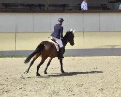 jumper Cayenne 195 (Zangersheide riding horse, 2008, from Cracky Z II)