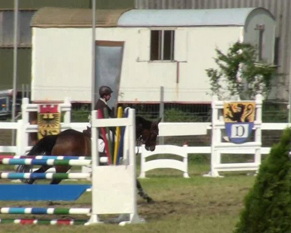 jumper Ridge Water (Irish Sport Horse, 2008, from Sovereign Water xx)