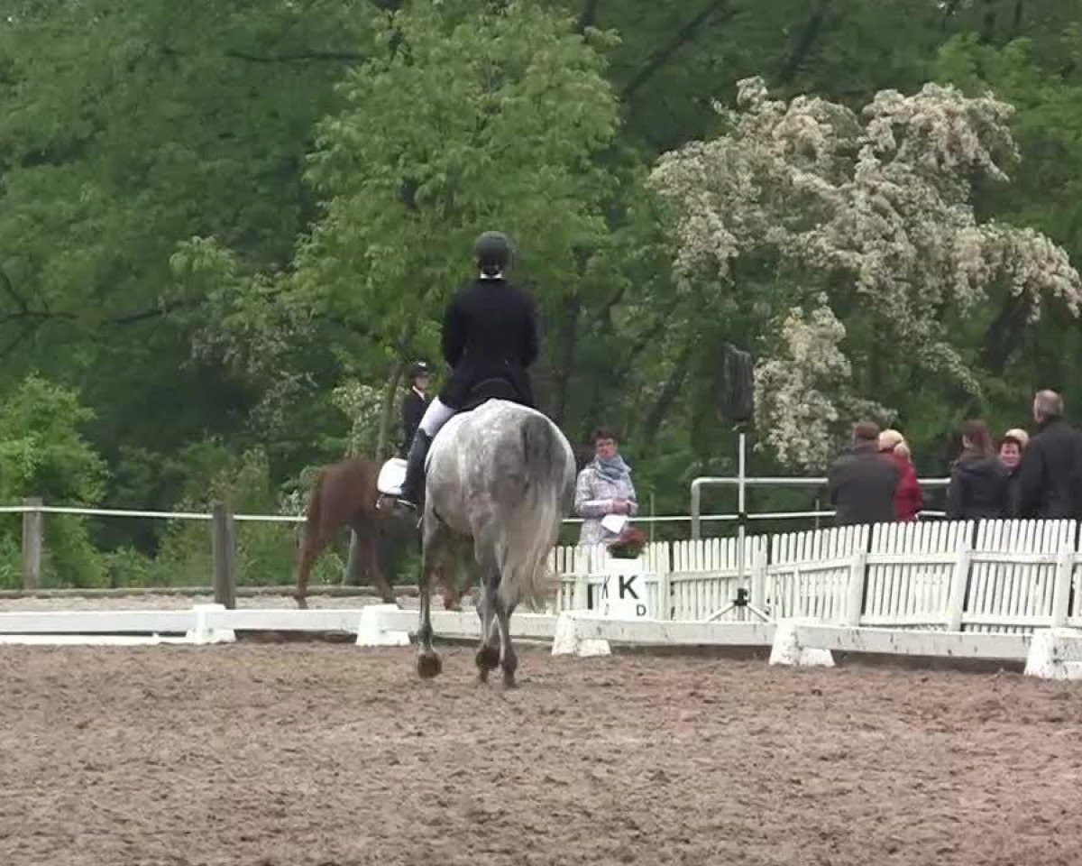horse Wild White Dancer (Rhinelander, 2007, from Weltmeyer)