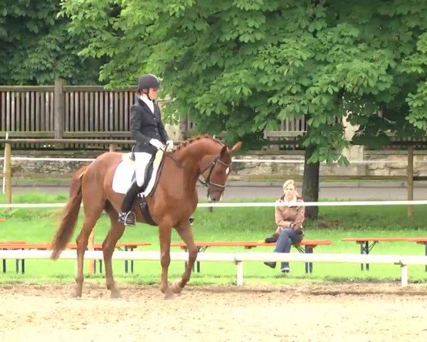 dressage horse Dancing Darling (Hanoverian, 2008, from Dancier)
