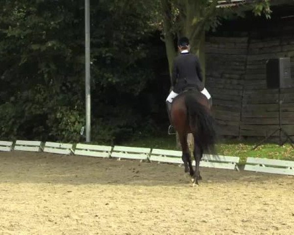 dressage horse Las Vegas 197 (Rhinelander, 2008, from Lord Loxley I)