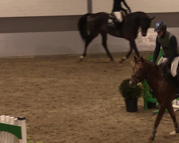 Reitturnier Luhmühlen 2020