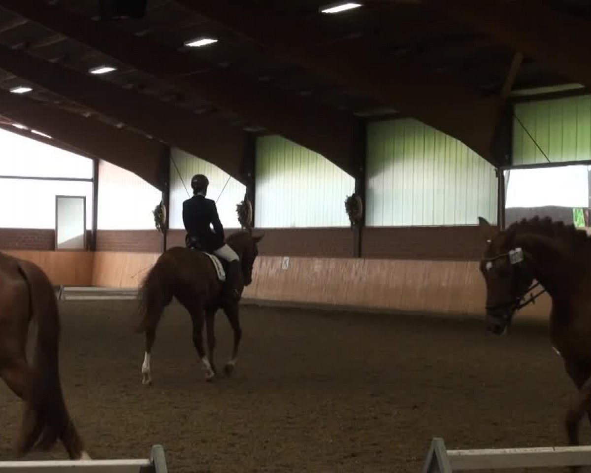 dressage horse Darkest Diamond (Westphalian, 2007, from Dark Fire)