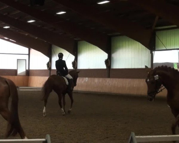 dressage horse Darkest Diamond (Westphalian, 2007, from Dark Fire)