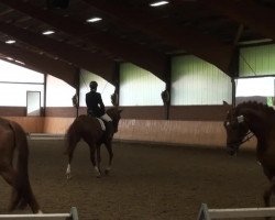 dressage horse Darkest Diamond (Westphalian, 2007, from Dark Fire)