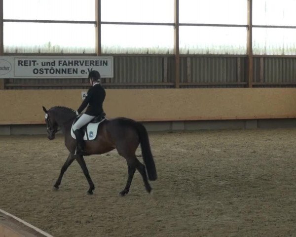 broodmare Cavaluna 4 (Trakehner, 2008, from Insterburg TSF)