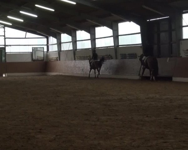 Dressurpferd Jambalaya 3 (Deutsches Reitpony, 2009)