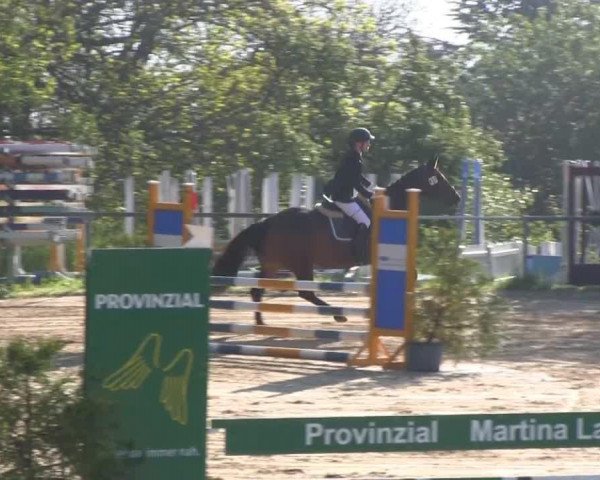 dressage horse San Lubana (Westphalian, 2008, from San Amour I) dressage horse San Lubana (Westphalian, 2008, from San Amour I)