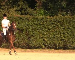 jumper Trever 2 (German Riding Pony, 2009, from Top Balino)