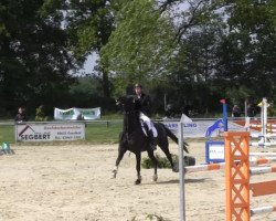 jumper Antonio (Westphalian, 2004, from Askaban)