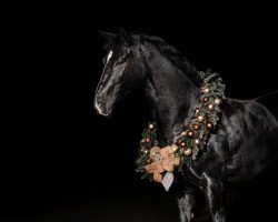 dressage horse Disco Boy (Hanoverian, 2010, from Danone 2)