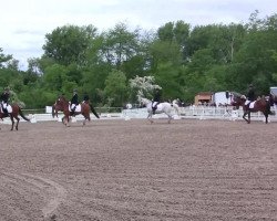dressage horse Bonito 405 (German Riding Pony, 2004, from Bernstein)