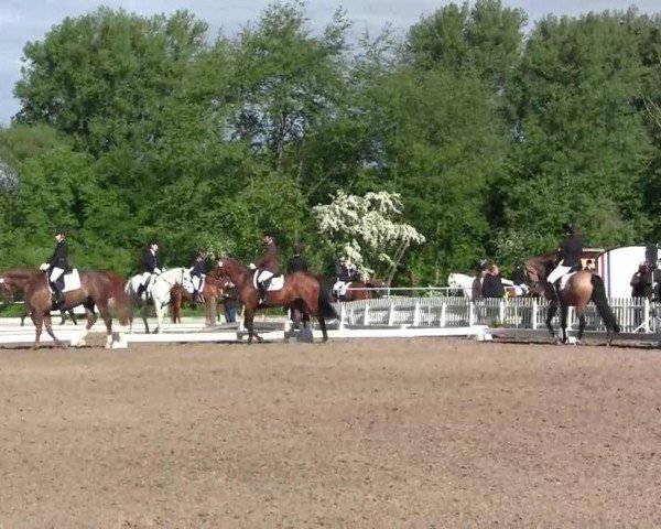 dressage horse Angelina 318 (Rhinelander, 2003, from Abanos) dressage horse Angelina 318 (Rhinelander, 2003, from Abanos)
