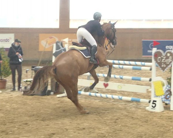 Reitturnier Gut Winkelacker/Obb. 2020