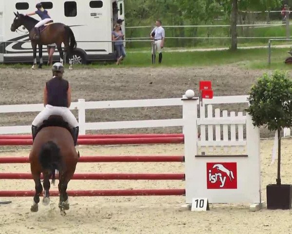 jumper Lupicus (KWPN (Royal Dutch Sporthorse), 2007, from Lupicor)