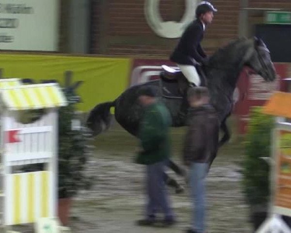 jumper Charleston 59 (Holsteiner, 2008, from Canturo)