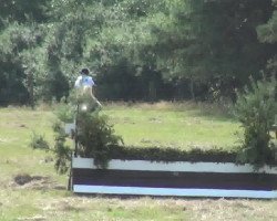 broodmare Cabana S (Oldenburg show jumper, 2008, from Conello)