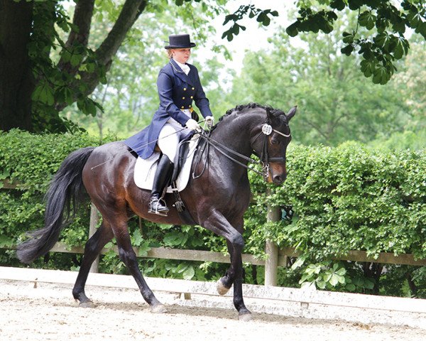 dressage horse Chattanooga 13 (Rhinelander, 1999, from Caribo GL)
