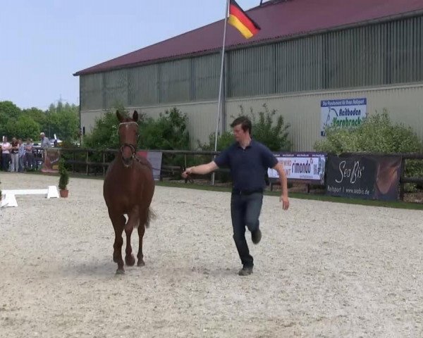 Pferd A Nice Lady H (Deutsches Reitpony, 2010, von Airman xx)