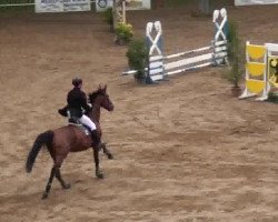 jumper Quentaya (German Sport Horse, 2007, from Qvenetie)