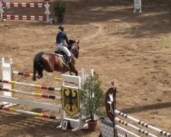 jumper Kora 202 (German Sport Horse, 2006, from King Kolibri)