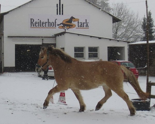 horse Balou (Fjord Horse,  , from Rex I-84)