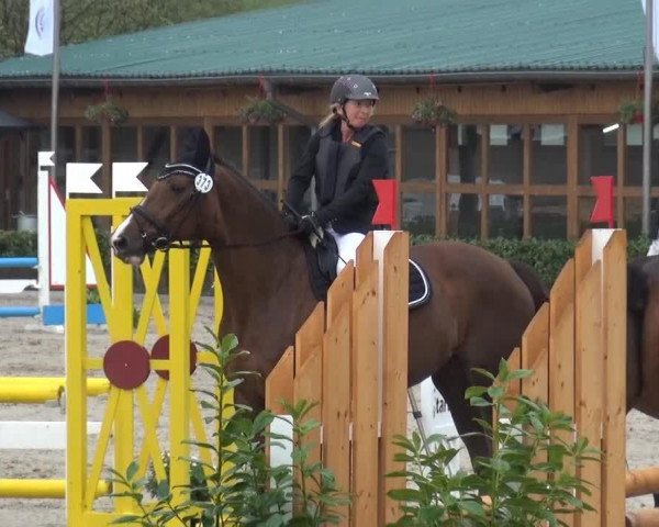 jumper Dieners Hilde (Hanoverian, 2003, from Don Gregory) jumper Dieners Hilde (Hanoverian, 2003, from Don Gregory)