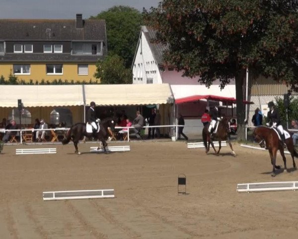 dressage horse Damario (Westphalian, 2009, from Diamond Hit)