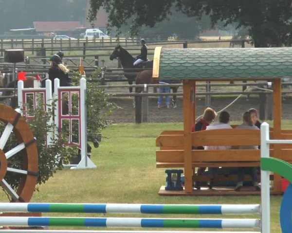 Springpferd Samira 398 (KWPN (Niederländisches Warmblut), 2007, von Corotino) Springpferd Samira 398 (KWPN (Niederländisches Warmblut), 2007, von Corotino)