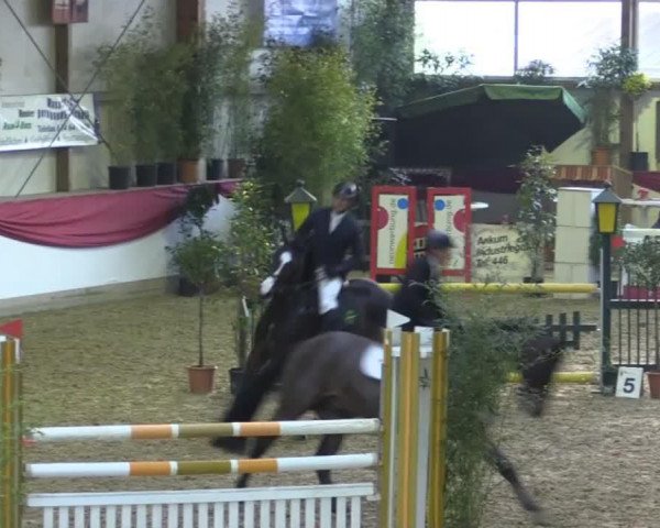 Zuchtstute Claudia BK (Oldenburger, 2008, von Captain Fire)