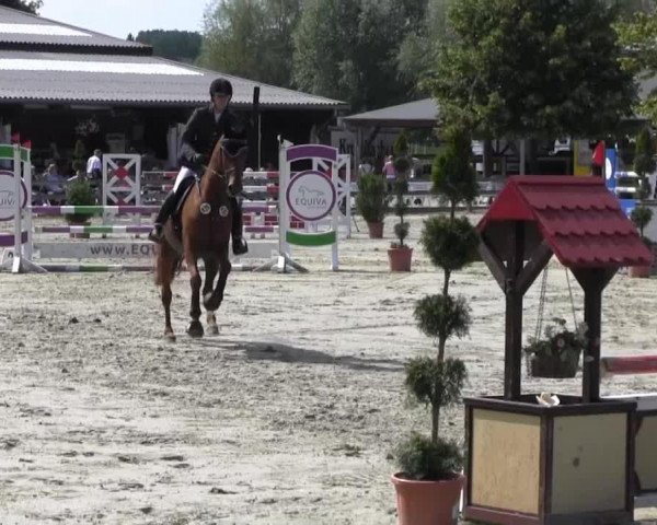 broodmare Finella 3 (Westphalian,  , from Fleurop)