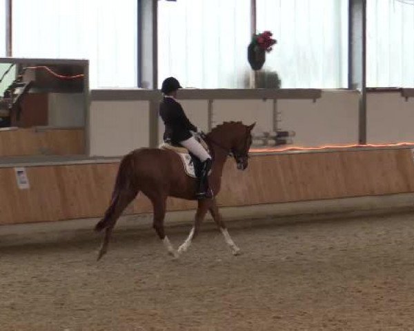 dressage horse Sweet Caroline 6 (Hanoverian, 2009, from Sir Donnerhall I)