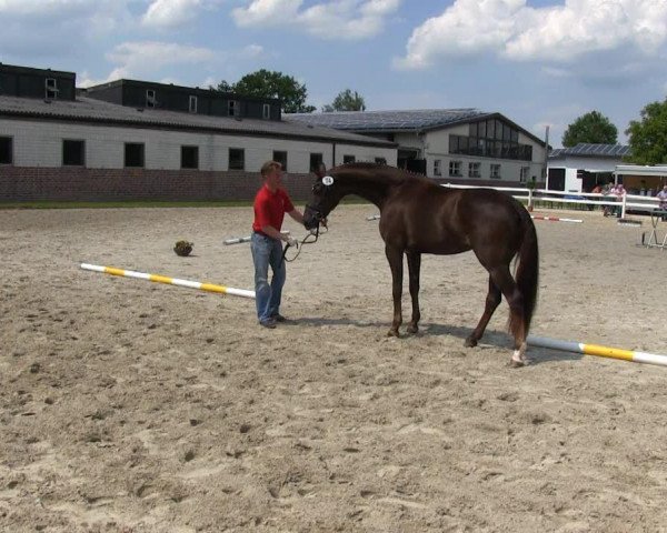 dressage horse Darling 290 (Westphalian, 2010, from De Kooning)