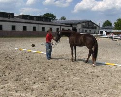 dressage horse Darling 290 (Westphalian, 2010, from De Kooning)